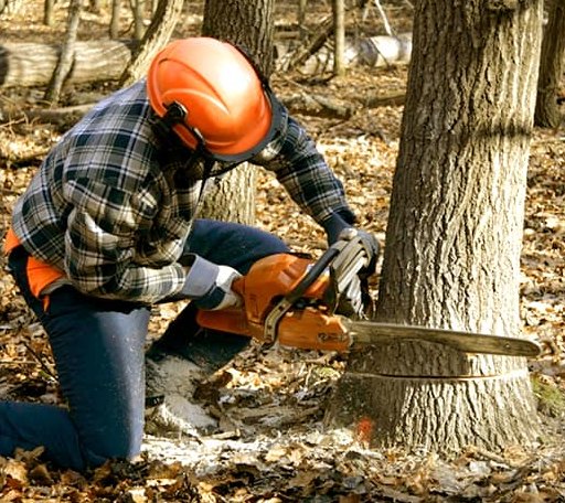 Tree Removal in Marysville, OH